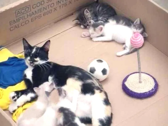 Gato ra a Não definida idade Abaixo de 2 meses nome Gatinhos