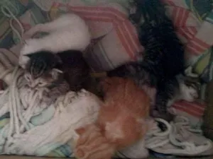 Gato raça  idade 2 a 6 meses nome Lili e lelé