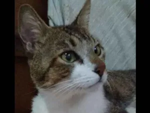 Gato raça SRD idade 2 anos nome FRED