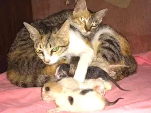 Gato raça Peduro idade 1 ano nome Toquita mia e zuzu