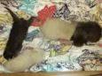 Gatos