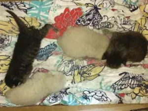 Gato raça Não difinida idade Abaixo de 2 meses nome Gatos