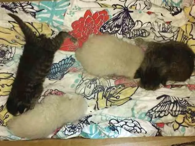 Gato ra a Não difinida idade Abaixo de 2 meses nome Gatos