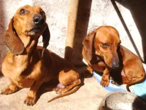 Cachorro raça Bacê idade 4 anos nome TED  e OLAF