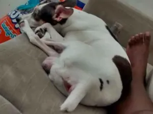 Cachorro raça pinscher/vira-lata idade 6 ou mais anos nome Snoop