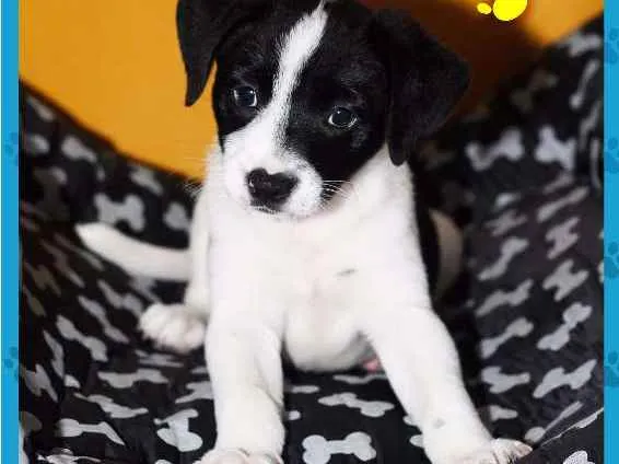 Cachorro ra a Vira lata idade 2 a 6 meses nome Bart, Fred e Lola