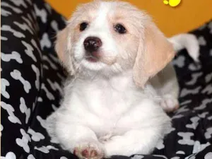 Cachorro raça Vira lata idade 2 a 6 meses nome Bart, Fred e Lola