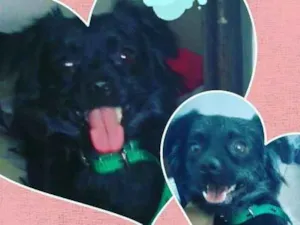Cachorro raça  idade  nome Lula