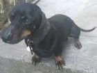 Cachorro raça basset dachshund idade 4 anos nome Batata