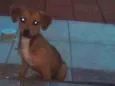 Estrela