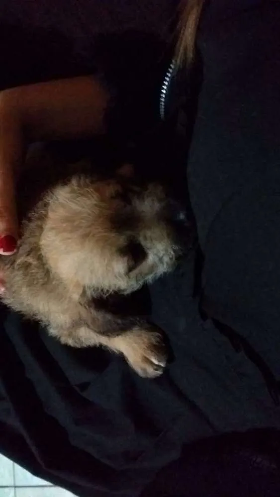 Cachorro ra a Vira lata idade Abaixo de 2 meses nome Rex