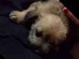 Rex