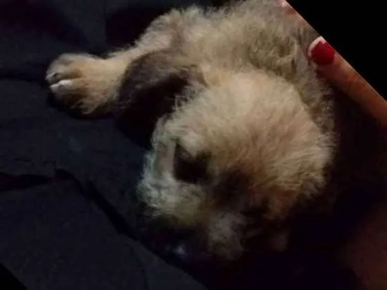 Cachorro ra a Vira lata idade Abaixo de 2 meses nome Rex