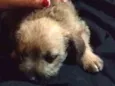 Rex