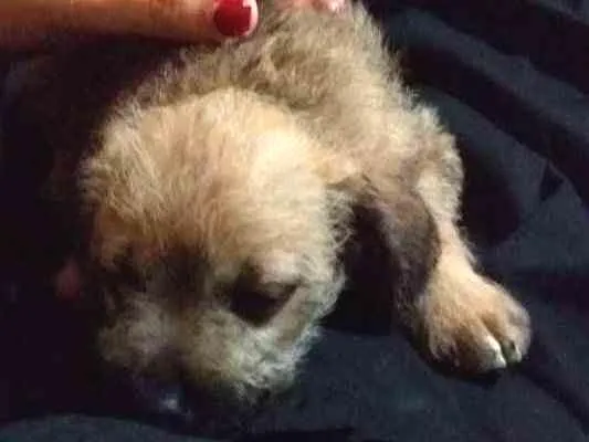 Cachorro ra a Vira lata idade Abaixo de 2 meses nome Rex