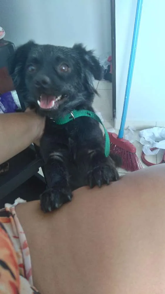 Cachorro raça  idade  nome Lula