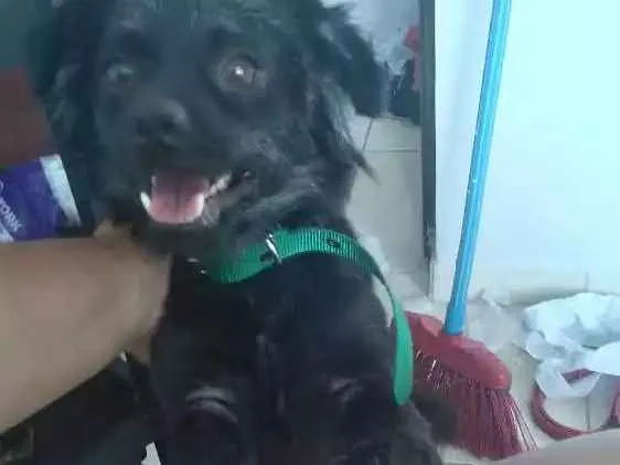 Cachorro raça  idade  nome Lula