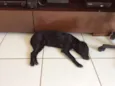 Lua