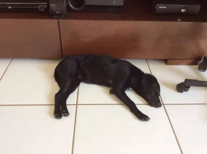 Cachorro raça Vira-lata idade 7 a 11 meses nome Lua
