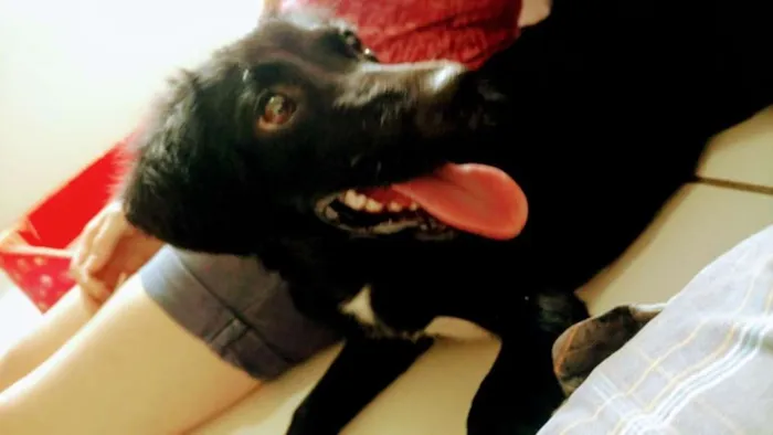 Cachorro raça Vira-lata idade 7 a 11 meses nome Lua