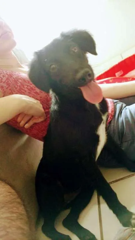 Cachorro raça Vira-lata idade 7 a 11 meses nome Lua