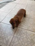 Malu