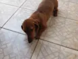 Malu