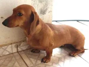 Cachorro raça Basse  idade 3 anos nome Malu