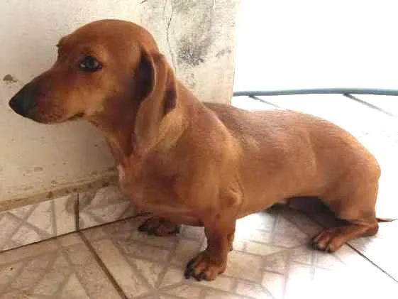 Cachorro ra a Basse  idade 3 anos nome Malu