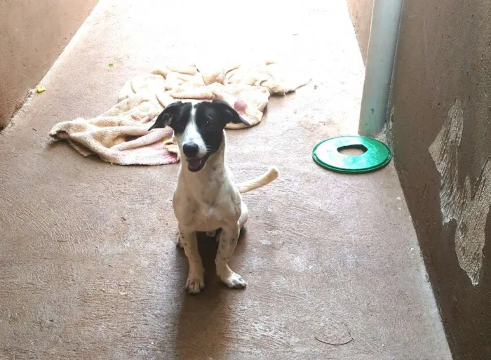 Cachorro ra a Vira-lata idade 7 a 11 meses nome Goku