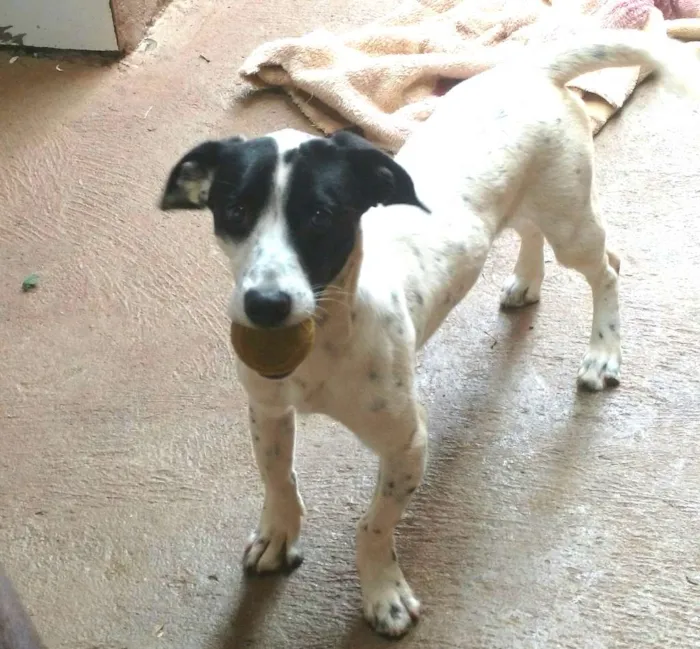 Cachorro ra a Vira-lata idade 7 a 11 meses nome Goku