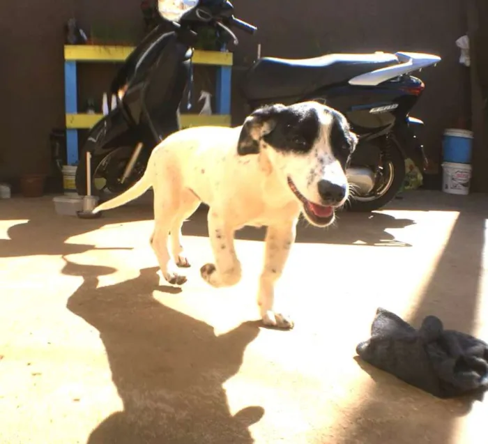 Cachorro ra a Vira-lata idade 7 a 11 meses nome Goku
