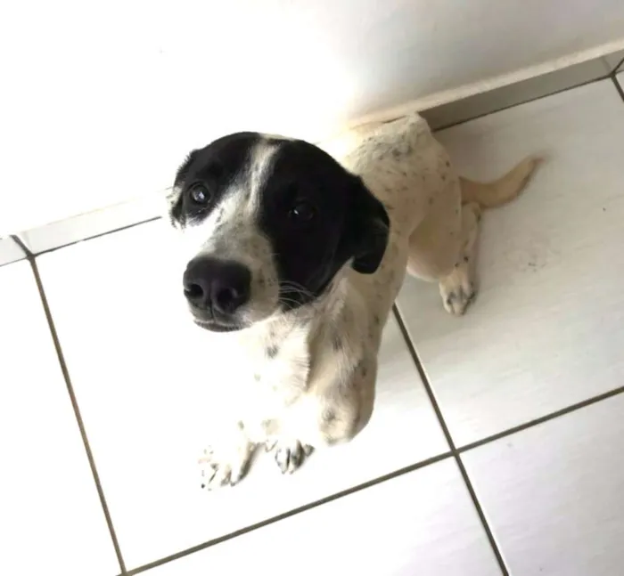 Cachorro ra a Vira-lata idade 7 a 11 meses nome Goku