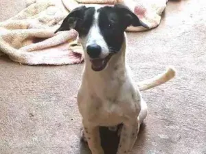 Cachorro raça Vira-lata idade 7 a 11 meses nome Goku