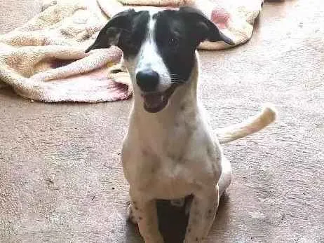 Cachorro ra a Vira-lata idade 7 a 11 meses nome Goku