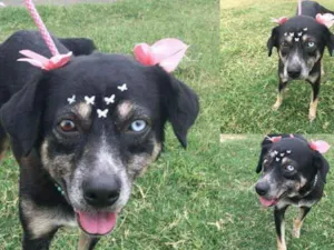 Cachorro raça SRD idade 2 anos nome Amélia
