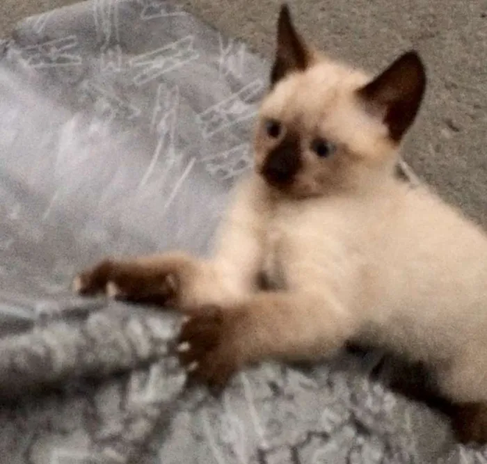 Gato ra a Siamês idade 2 a 6 meses nome ****
