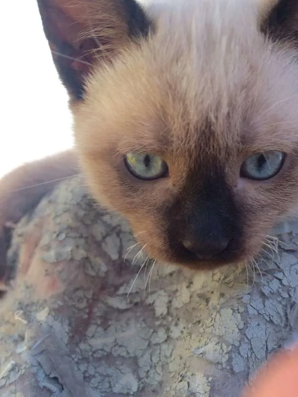 Gato ra a Siamês idade 2 a 6 meses nome ****