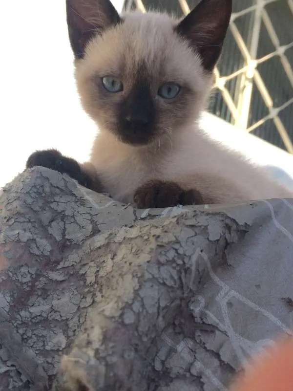 Gato ra a Siamês idade 2 a 6 meses nome ****
