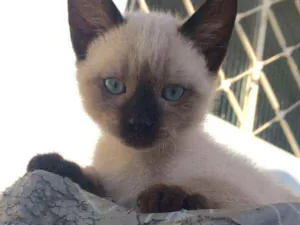 Gato raça Siamês idade 2 a 6 meses nome ****