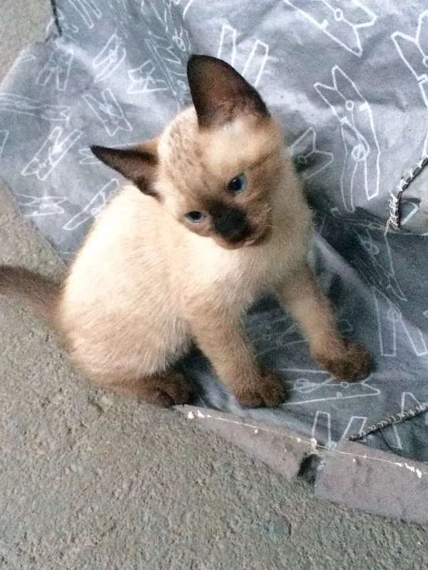 Gato ra a Siamês idade 2 a 6 meses nome ***