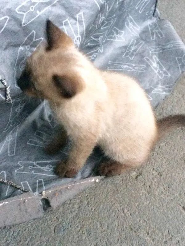 Gato ra a Siamês idade 2 a 6 meses nome ***