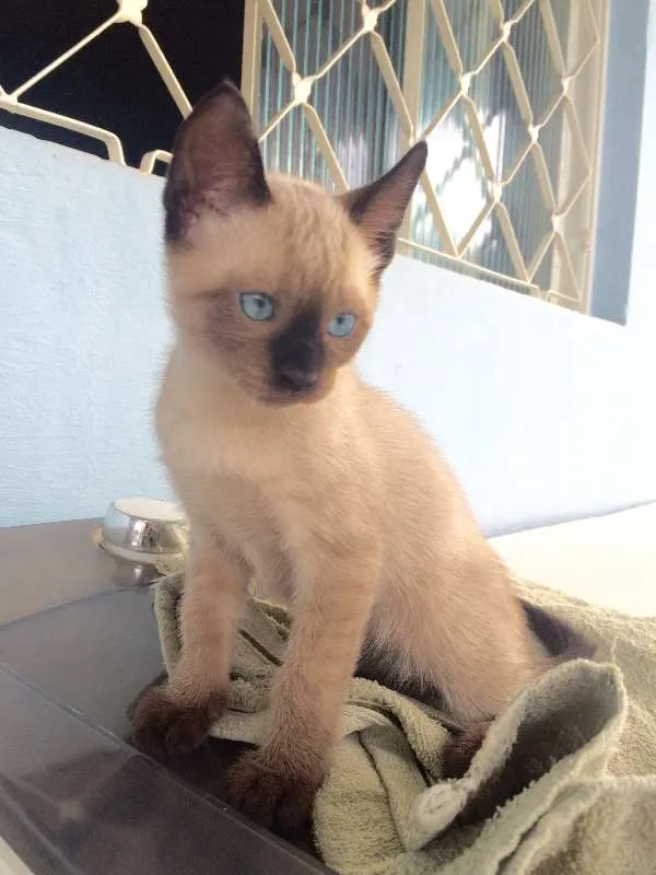Gato ra a Siamês idade 2 a 6 meses nome ***