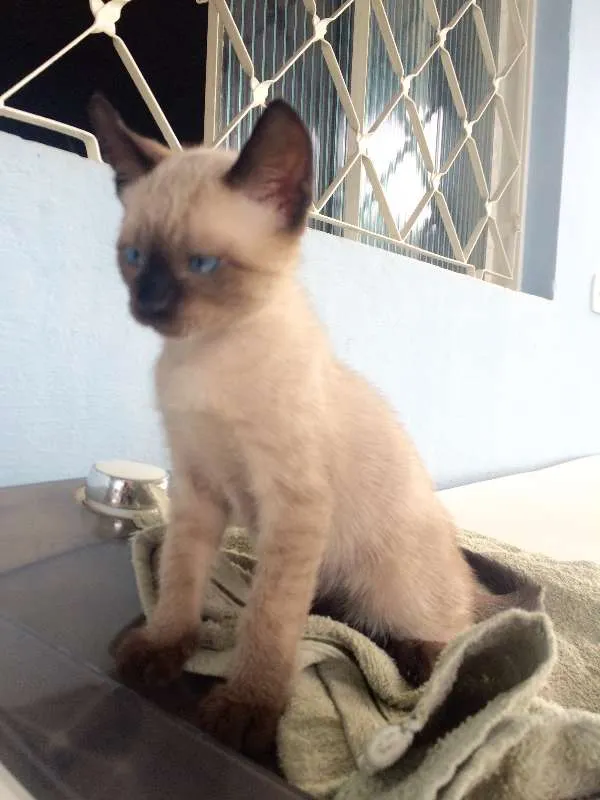 Gato ra a Siamês idade 2 a 6 meses nome ***