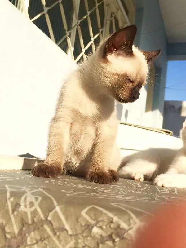 Gato ra a Siamês idade 2 a 6 meses nome ***