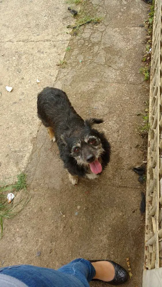 Cachorro ra a Vira lata idade 4 anos nome Sem nome