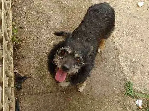 Cachorro ra a Vira lata idade 4 anos nome Sem nome