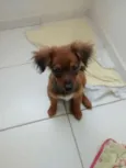 Penélope