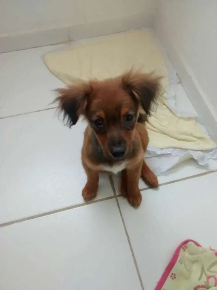 Cachorro ra a Mista idade 2 a 6 meses nome Penélope