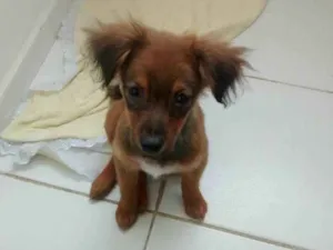 Cachorro raça Mista idade 2 a 6 meses nome Penélope